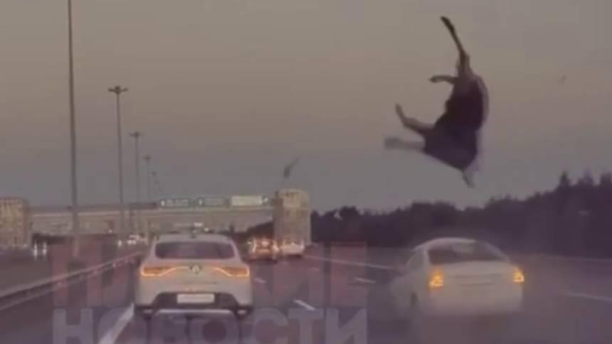 Видео: в Санкт-Петербурге на КАД автомобиль сбил лося