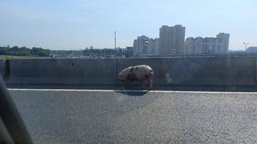 Москвач