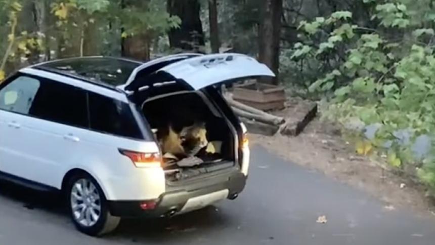 Медведь залез в Range Rover и переночевал внутри