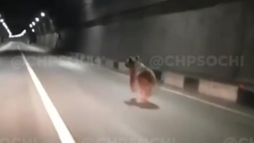По тоннелю в Сочи промчался медведь
