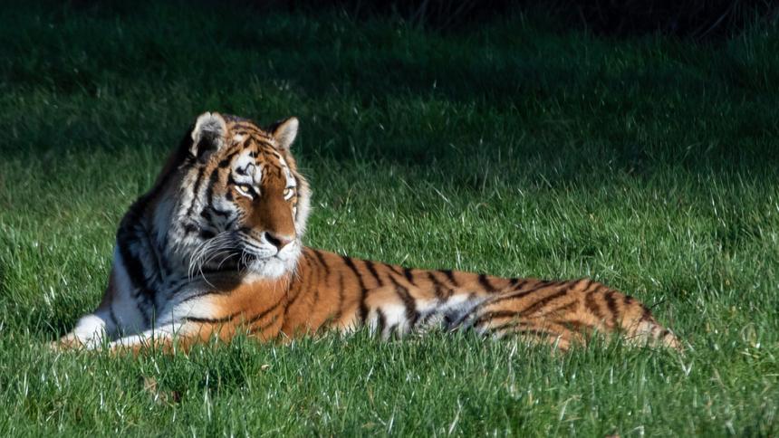 Водителям не рекомендуют кормить амурских тигров на дорогах