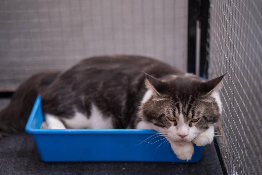 Кошачий наполнитель нужен не только владельцам кошек, но и водителям