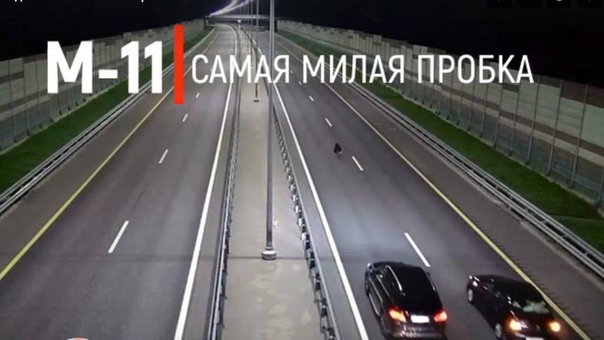 Медведь собрал пробку на трассе М-11 «Нева» и попал на видео