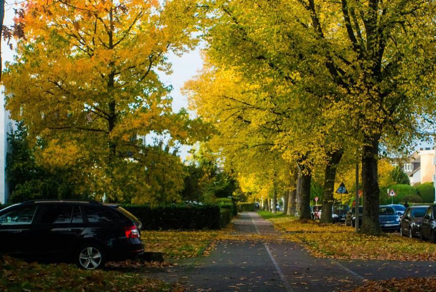 Осенняя листва — это не только красиво, но и очень проблемно