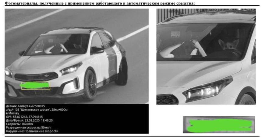 В Москве собака устроила гонки на автомобиле Kia