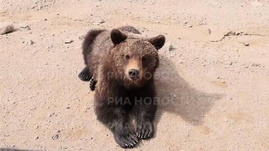 В одном из регионов России на дороге заметили опасного хищника